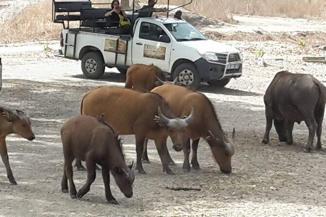 Safari Game Park - Pricing and Booking Policies