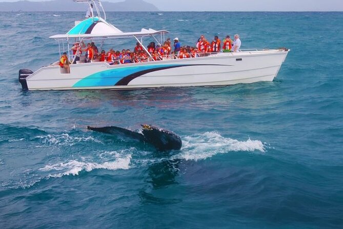 Samana Bay Whale Watching Full Day Tour With Lunch From Punta Cana - Dining and Refreshments