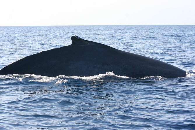 San Jose Del Cabo Small-Group Sunrise Whale Watching - Whale Sightings and Highlights