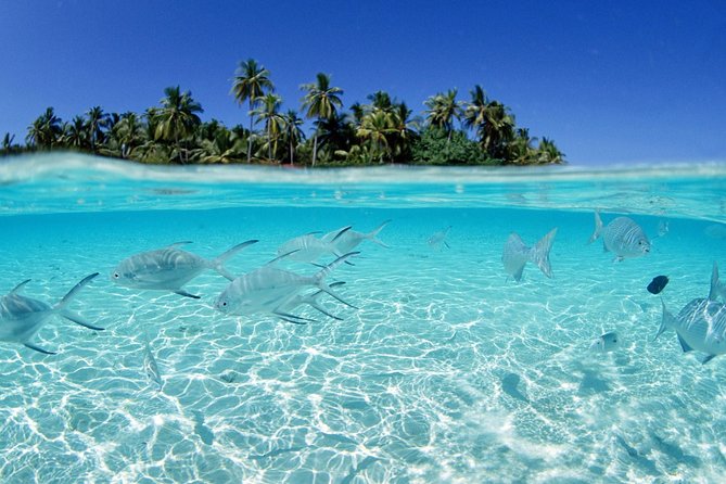 Saona Island Day Tour - Beach Relaxation