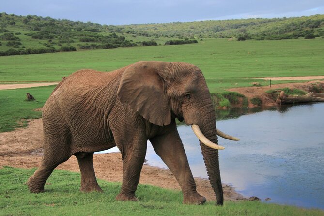 Schotia Big 5 Safari Port Elizabeth (Optional Accommodation) - Recommended Gear and Tips