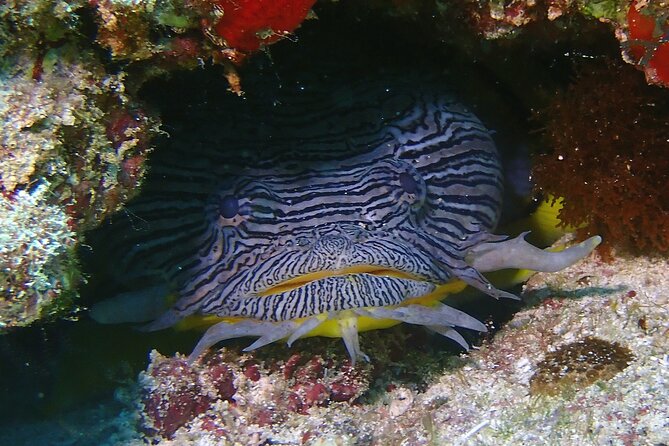 Scuba Diving Adventure WITHOUT Certification! Try It Today! - No Certification Required