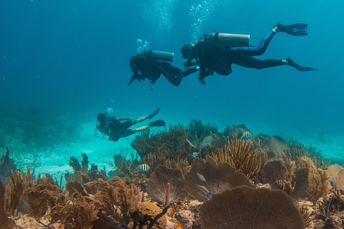 Scuba Diving in Cozumel Island - Accessibility and Transportation