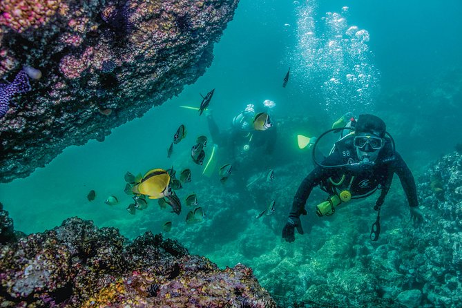 Scuba Diving With a 5-Star PADI Center in Puerto Vallarta - Diving Requirements and Restrictions