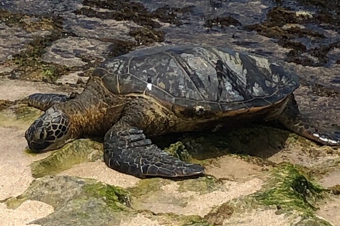 Sea / Eat & See The North Shore - A Private Tour for an Intimate Experience