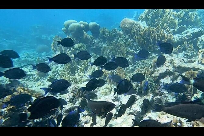 Seascooter Snorkeling Experience in Mangel Halto - Preparing for the Seascooter Adventure