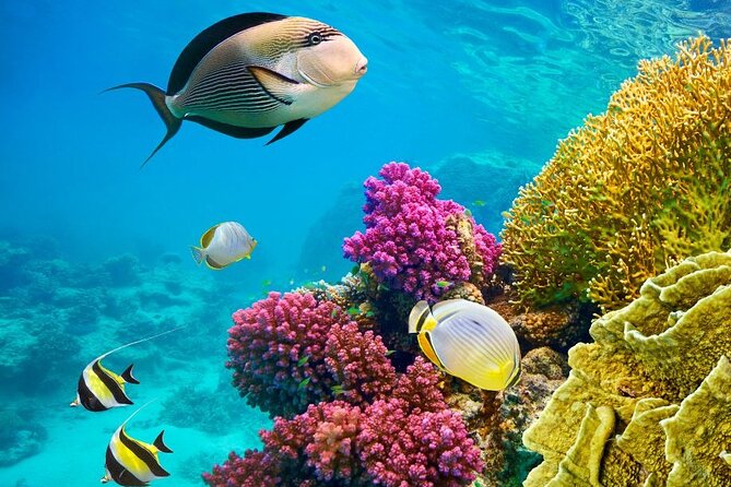 Semi Submarine From Hurghada, Makadi, Hurghadatogo - Booking Process and Options