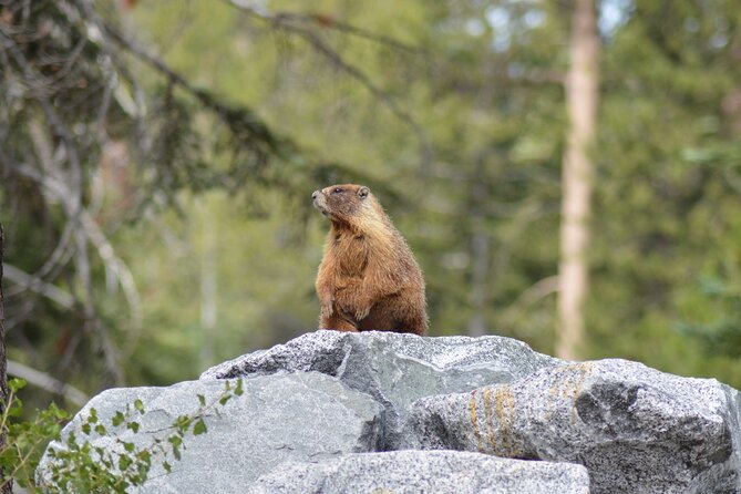 Sequoia & Kings Canyon Np Self-Guided Driving Audio Tour - Flexible and Personalized Exploration