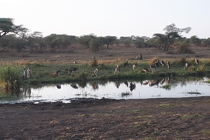 Serengeti & Ngorongoro 3 Days Private Tour - Travel Requirements