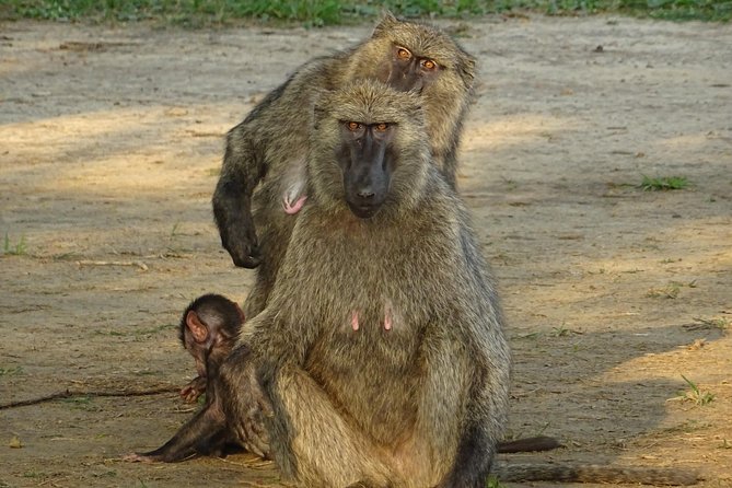 Seven Days One Wonderful Week Safari In Uganda - Gorilla Trekking in Bwindi
