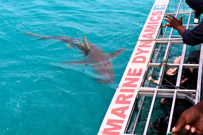 Shark Cage Diving and Viewing With Transport From Hermanus - Accessibility and Accommodations