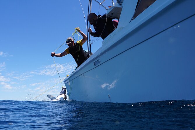 Shark Safari & Snorkel Adventure in Cabo San Lucas - Provider and Meeting Point Details