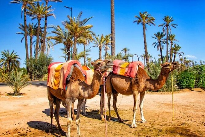 Skip the Line at : Majorelle Garden and Palm Garden. - Accessibility Features