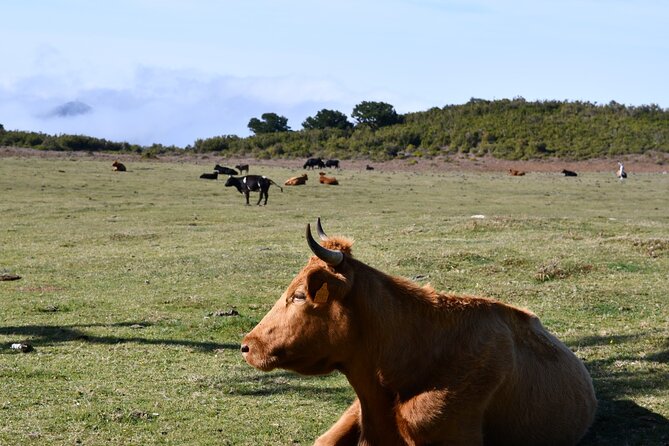 Small Group Guided Sightseeing Tour Visit to Fanal - Exploring Fanal
