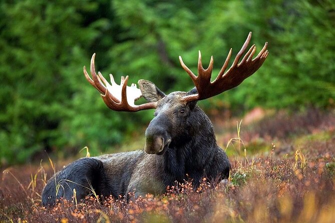 Small-Group Moose Wild Safari From Rovaniemi - Moose Encounters and Sightings