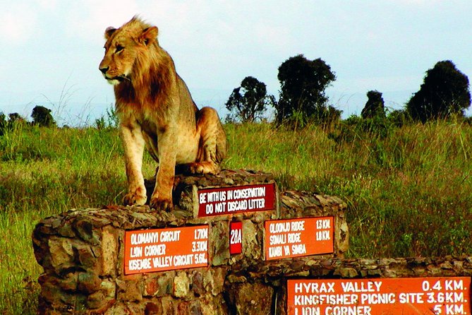 Small Group Tour to Nairobi Park Baby and Optional Baby Elephants - Hassle-free Pickup and Transport