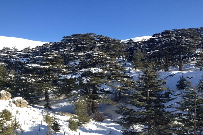 Small Group Tours to Qadisha Valley, Bcharre and Cedars With Lunch and All Fees - Explore the Cedars of God