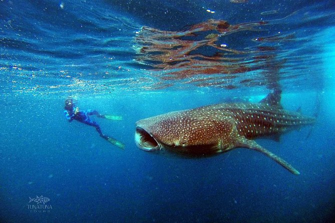 Small Group Whale Shark Snorkeling in La Paz BCS MX - Positive Feedback