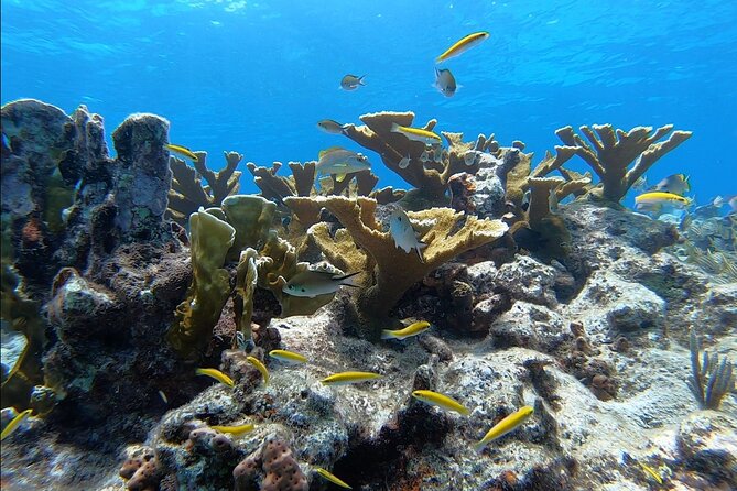 Small - Guided Shallow 2 Tank Dive Experience in Key Largo ALL GEAR INCLUDED - Preparing for the Dive