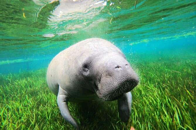 Snorkel Tour With the Manatee on Kings Bay, Crystal River - Environmental Considerations