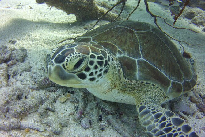 Snorkel Tours to Key Largo Reef for up to 6 People-Includes Gear! - Arrival and Departure Details