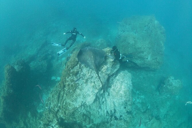 Snorkeling Excursion in the Rayas and Turtles Zone - Participant Capacity