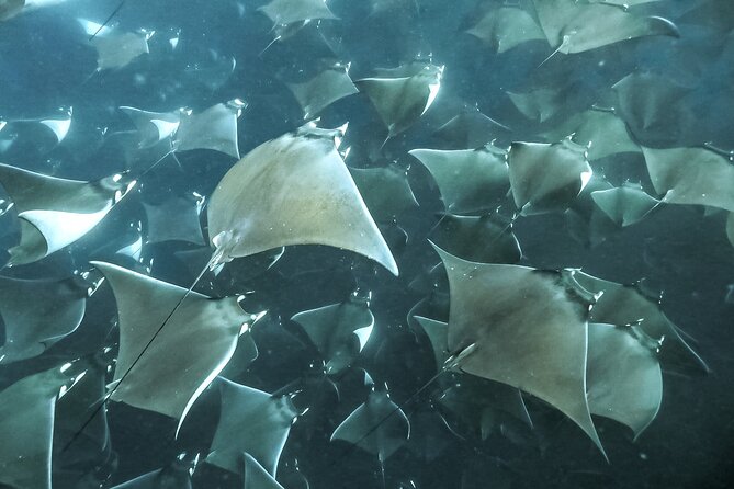 Snorkeling Open Ocean Wildlife Safari in Los Cabos With Photos Included - Photos and Videos