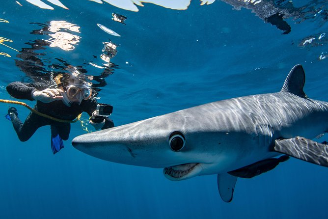 Snorkeling or Swimming With Sharks in Cabo San Lucas - Unpredictable Shark Sightings