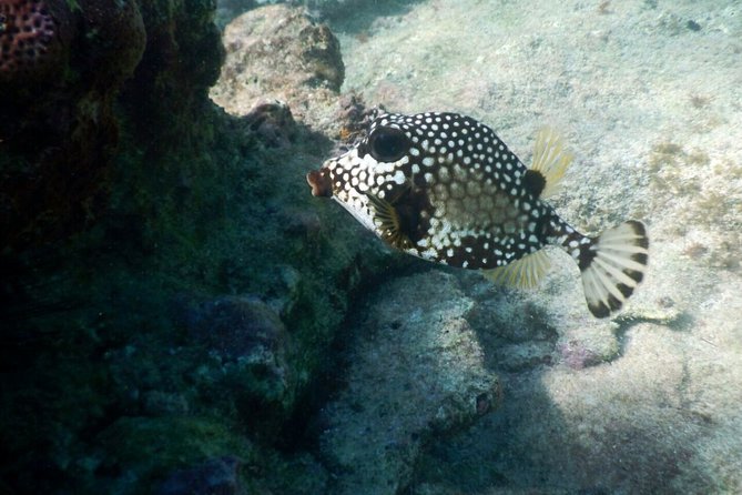 Snorkeling With Caribbean Fish and Private Cenote Exploration - Snorkeling With Caribbean Fish
