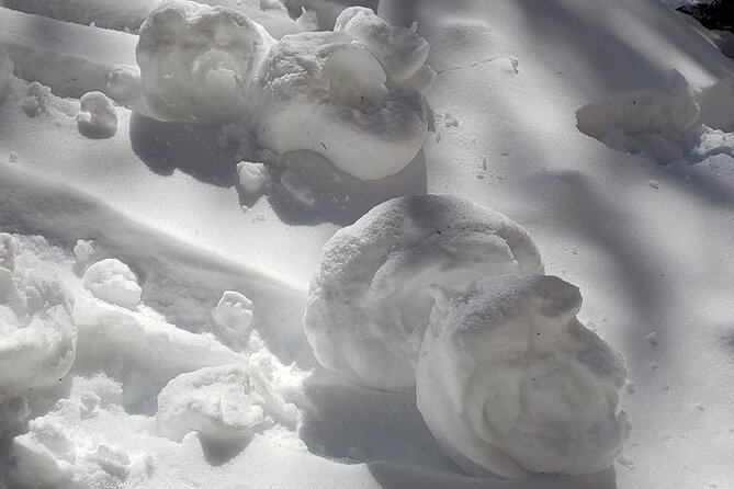 Snowshoe or XC Ski in North Yellowstone (Half Day) - Health and Accessibility