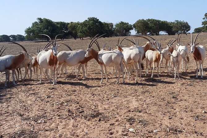 Souss Massa National Park Half Day Trip From Agadir - Accessibility and Additional Info
