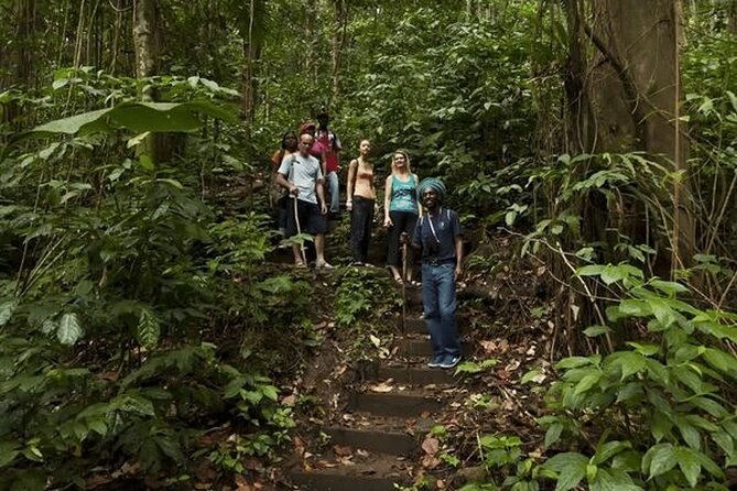 St Lucia Rainforest Canopy Zip Line Adventure - Exploring the Rainforest Canopy