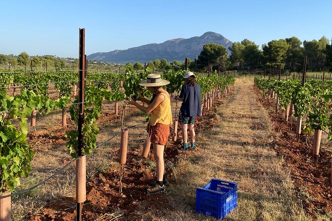 Sunset Among Vineyards With Tasting in Alicante (Min 6-12 People) - Product Code for Reference