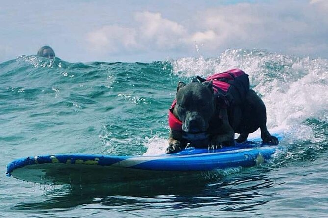 Surf With a Service Animal - Participation Eligibility Criteria