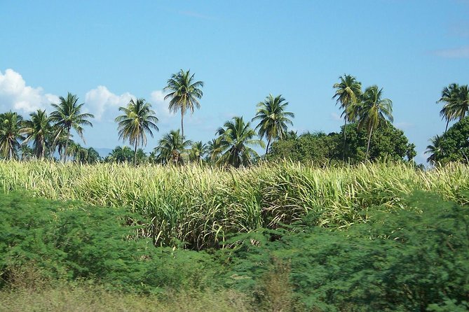 Taino Bay Shore Excursion - 2 Person Buggy Tour - Booking and Cancellation