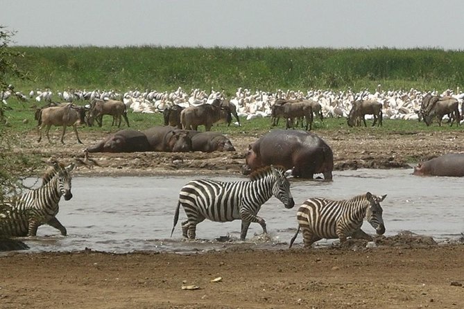 Tanzania 4 Days 3 Nights Budget Camping Safari to Serengeti and Ngorongoro - Transportation Information