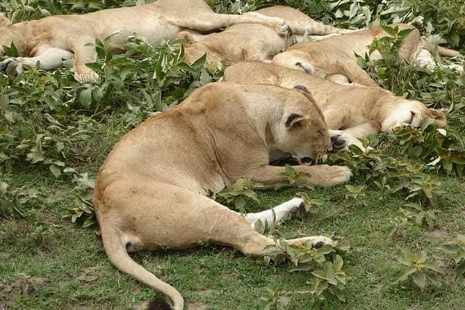 Tanzania Affordable Customize Safari - 3 Days Ngorongoro|Tarangire|Lake Manyara - Traveler Reviews