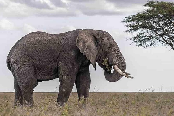 Tanzania Classic Safari - 7 Days - Group Size and Accessibility