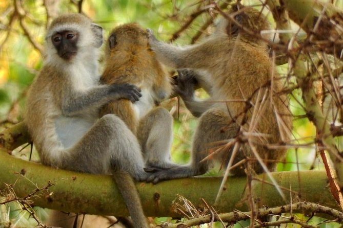 Tarangire & Ngorongoro 2 Days Tour - Transportation and Pickup