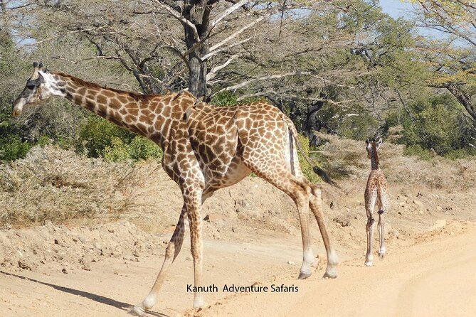 Tarangire -Serengeti & Ngorongoro Crater Budget Camping Safari - Transportation Options