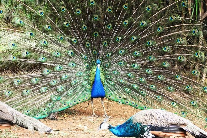 >>TAXI ONLY<< to CASELA BIRD PARK, SAFARI. - Customer Experiences and Feedback