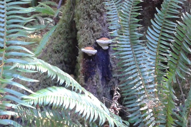 Temperate Rainforest Olympic Mountains - Convenient Pickup and Inclusions