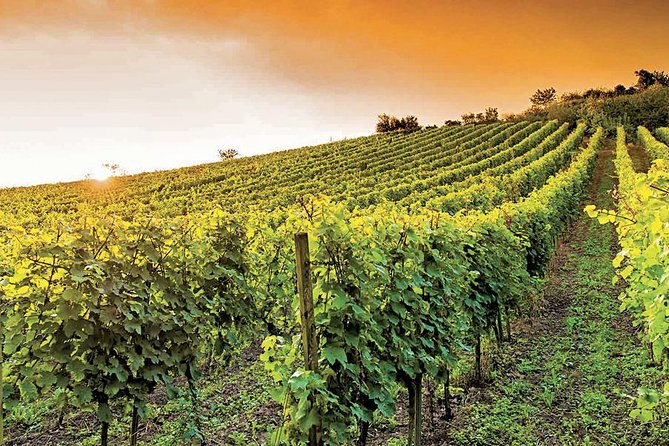 The Bellet Wine Tasting - Tasting at Domaine De La Source
