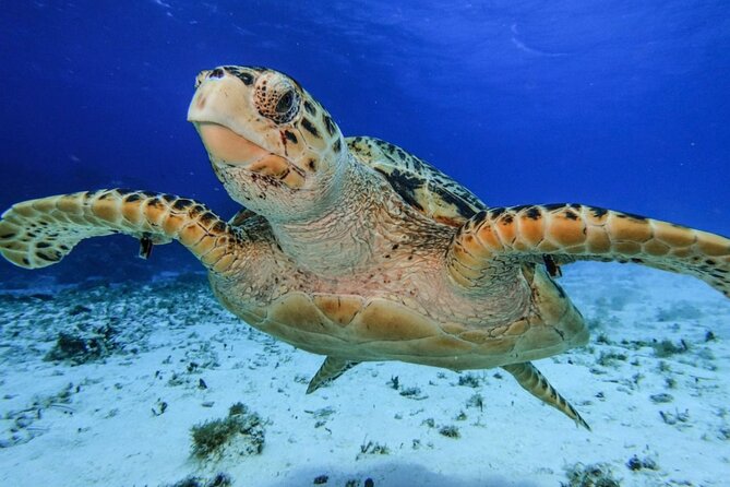The Sky Cozumel Snorkeling by Private Boat - Meeting Point and Transportation