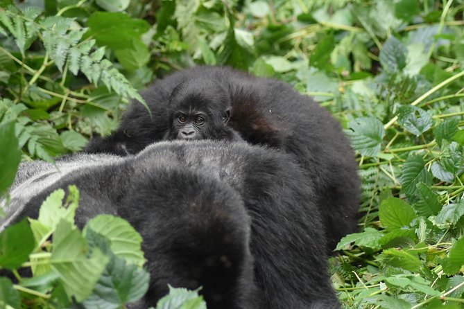 Three Days Gorilla Safaris In Uganda - Booking Information