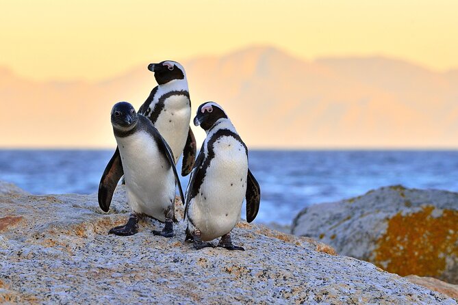 Top 10 Super Tour: Table Mountain, Penguins & Cape of Good Hope Small Group Trip - Recommendations for Travelers