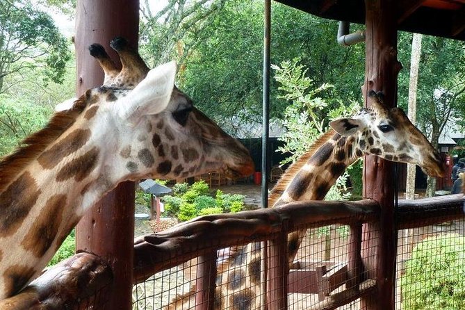 Tour Giraffe Center,Karen Blixen and Lunch Carnivore Restaurant - Meeting and Pickup Details