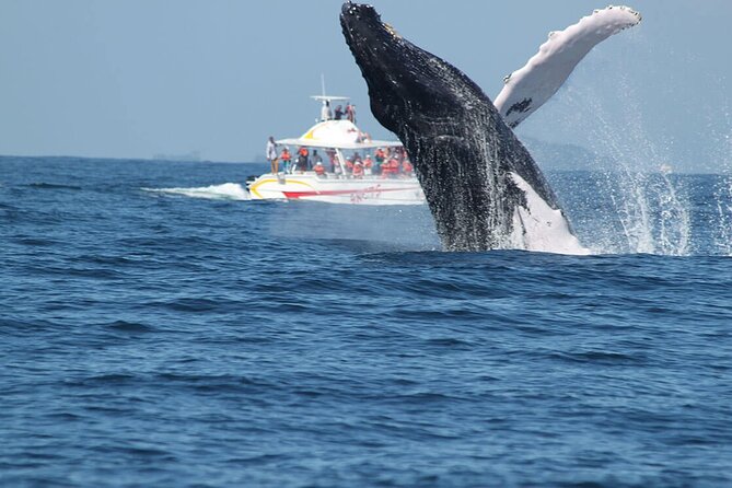 Tour With Whale Watching in Samaná, Beach and Waterfall - Transportation and Guidance Concerns