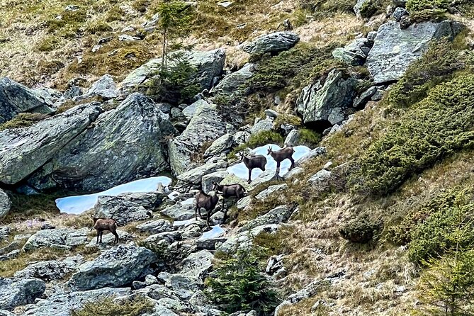 Transfagarasan Highway and Bran Castle Day Trip From Brasov - Inclusions and Exclusions