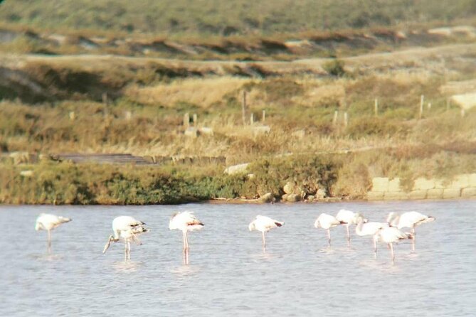Trapani Salt Pans Private Tour Review - Personal Experience Guarantee